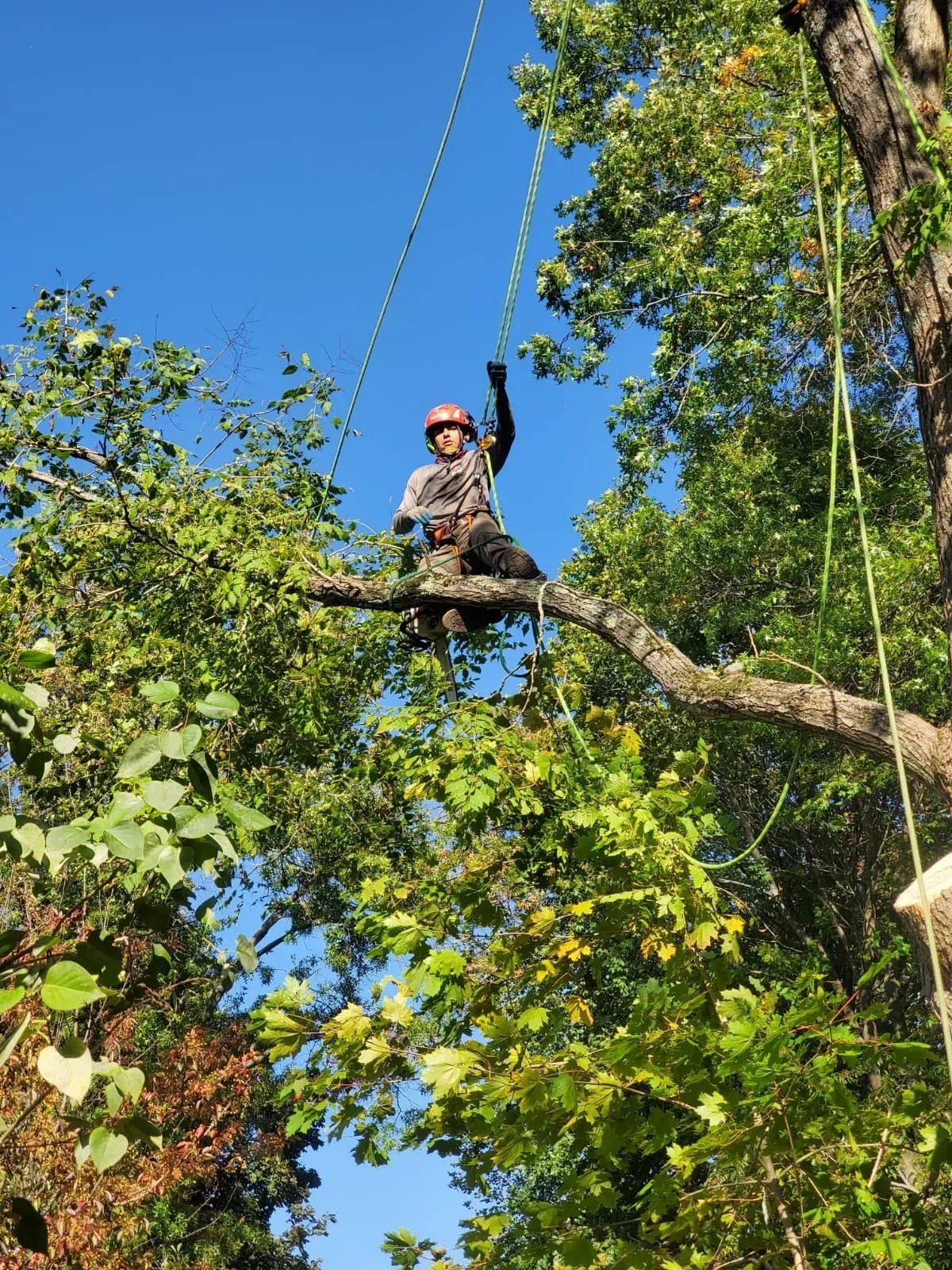 A worker in a helmet and climbing gear suspended in a tree canopy, waving one hand against a clear blue sky.