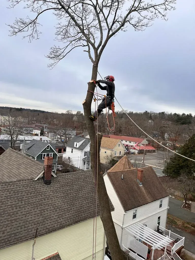 A tree climber wearing safety gear uses a chainsaw to remove sections of a tall tree next to residential houses.