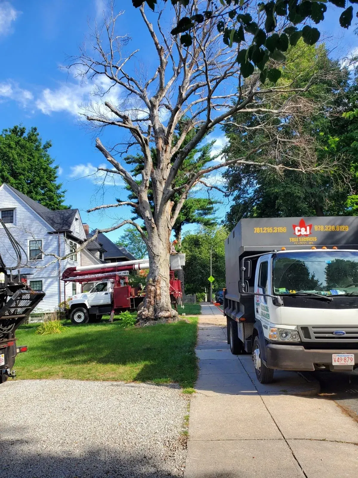 Tree trimming crew with a cherry picker and dump truck working on a large, leafless tree in a suburban yard.