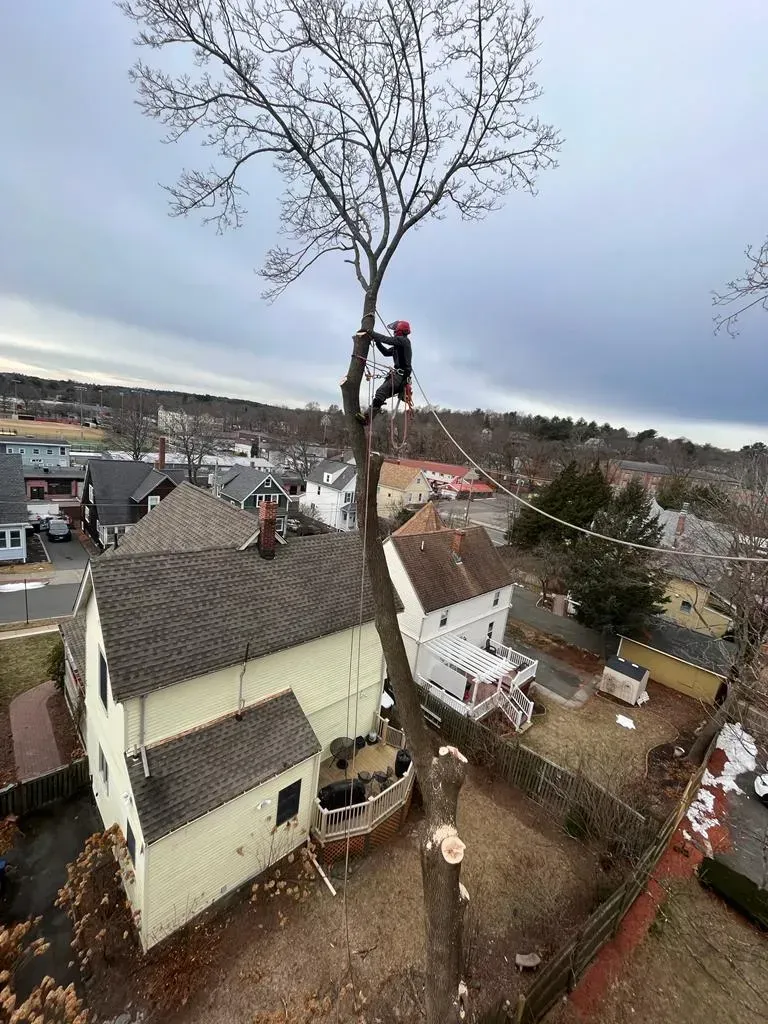 A tree worker wearing safety gear stands high in a tree trunk, mid-removal, above a residential neighborhood.