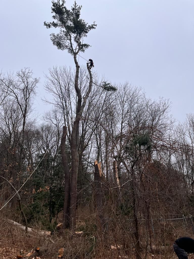 A person suspended by ropes near the top of a tall, leafless tree in a wooded area, actively performing tree maintenance.