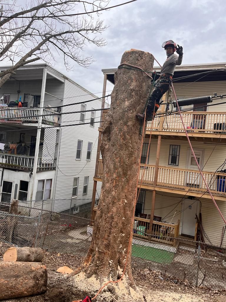 An arborist wearing safety gear climbs a tree trunk, waving from the top near residential buildings.