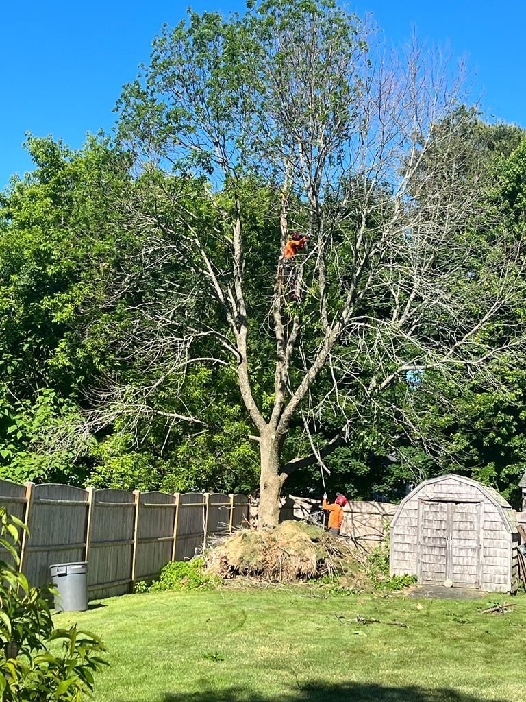 A tree surgeon in high-visibility gear cuts branches from a tall tree in a residential backyard next to a fence and shed.