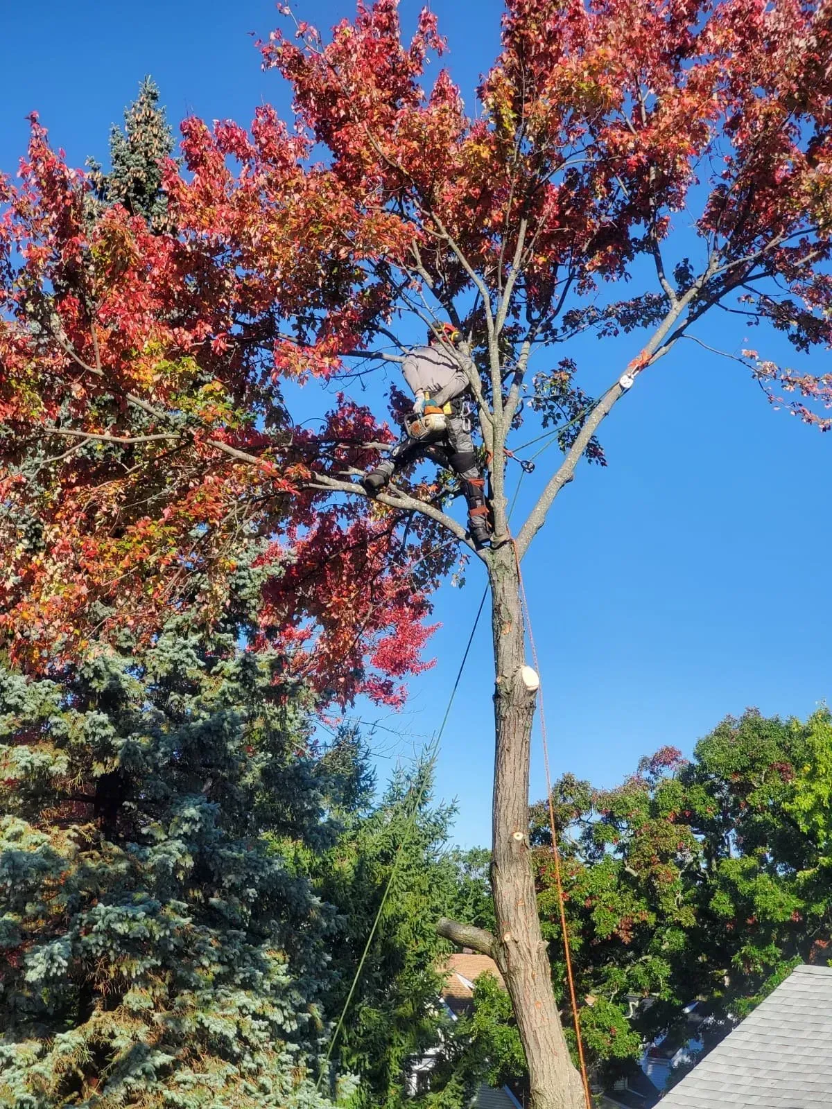 A person in climbing gear works high in a maple tree with vibrant red fall foliage against a clear blue sky.