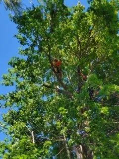 An arborist in an orange safety vest climbs a tall, leafy tree against a bright blue sky.