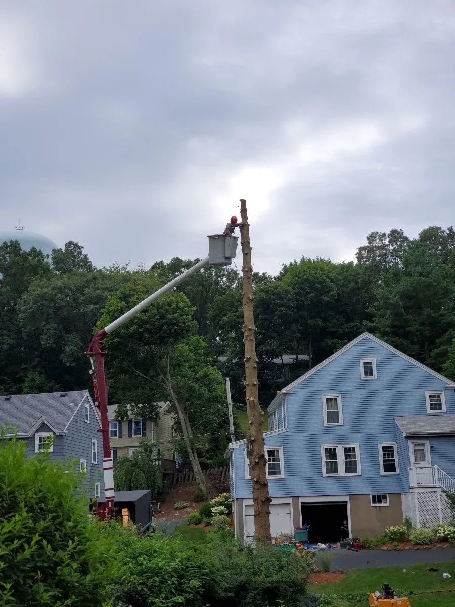 A worker in an elevated bucket truck trims the top of a tall, branchless tree next to a blue house.