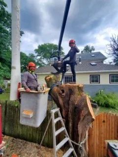 Two workers in hard hats remove a large tree trunk; one stands on the stump while the other sits in a bucket lift.