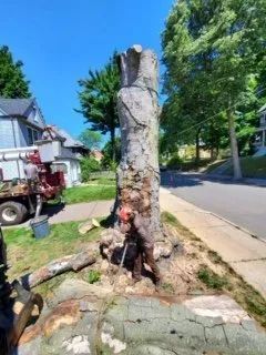 An arborist uses a chainsaw to cut the base of a large, thick tree trunk near a parked bucket truck and residential street.