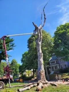 A crane lift removes the top of a large, dead, leafless tree in a sunny yard with a house in the background.