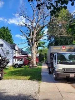 A large, bare tree stands in a yard between a house and a sidewalk, with two utility trucks parked nearby.