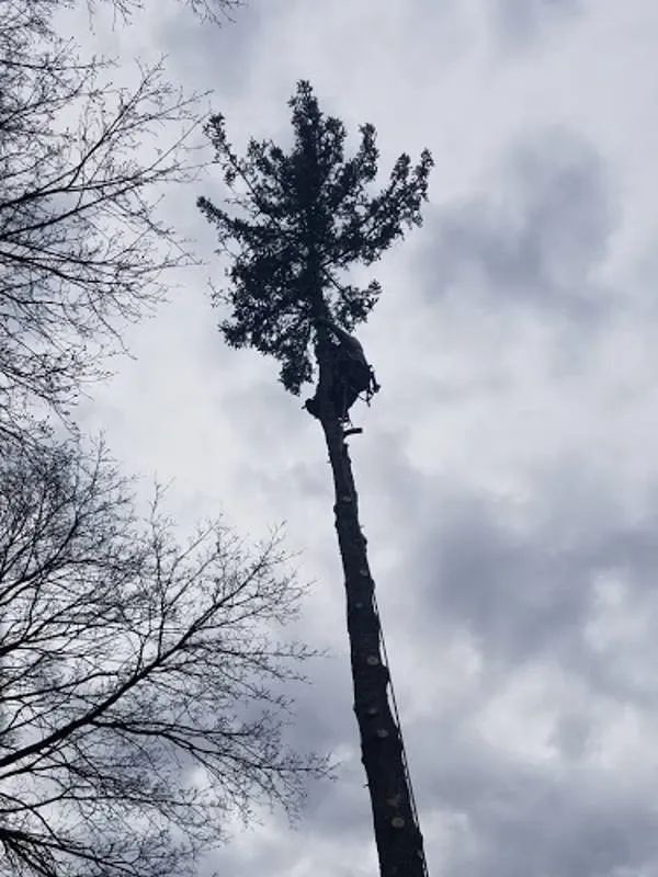 A tree climber secured to the top section of a tall, limbless evergreen tree under a cloudy sky.