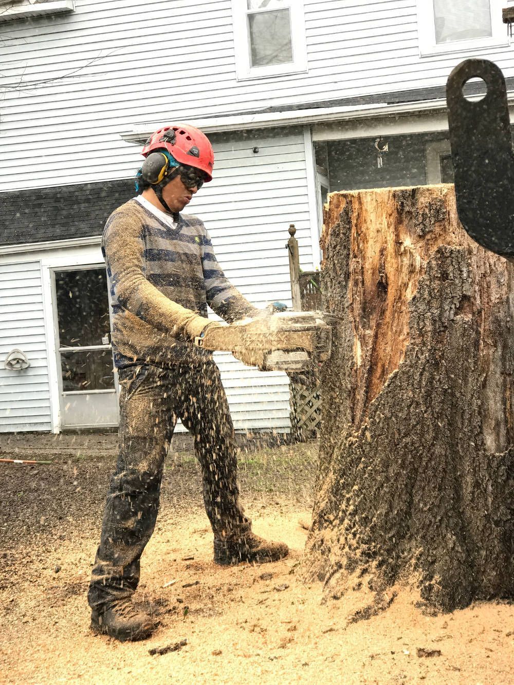 A person wearing a red hard hat and safety gear uses a chainsaw to cut a large tree stump in front of a white house.