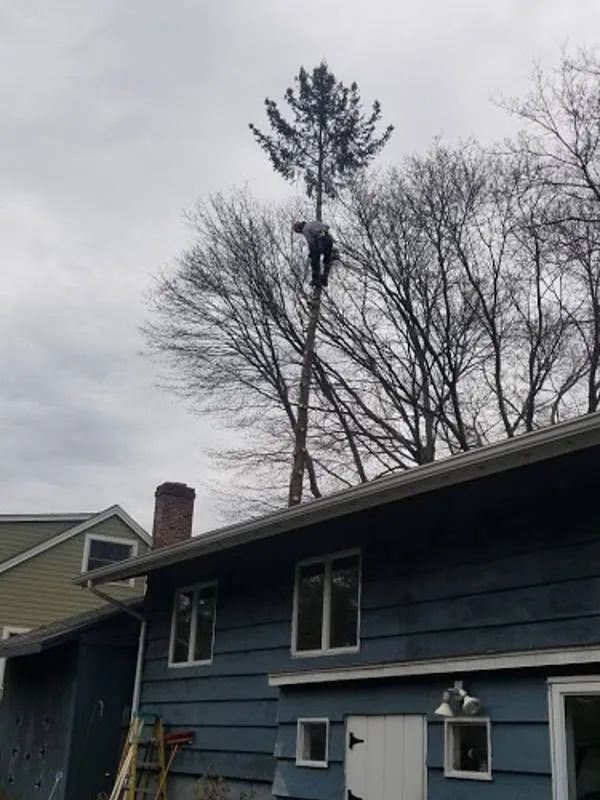 A person wearing a helmet and climbing gear stands near the top of a tall, thin tree trunk behind a blue house.