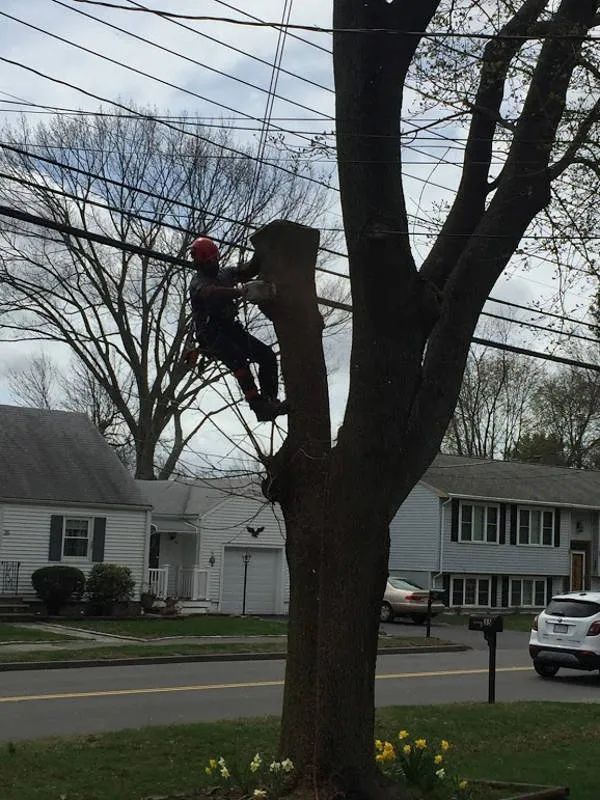 An arborist in a red hard hat uses a chainsaw to cut a tree branch near overhead power lines in a suburban neighborhood.