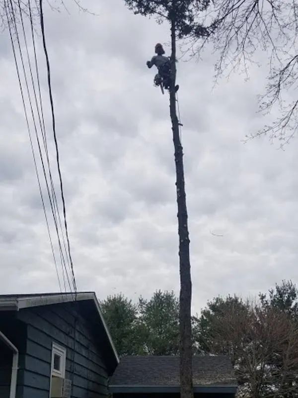 A tree worker wearing safety gear stands high on a bare tree trunk, preparing to cut the top near power lines and houses.