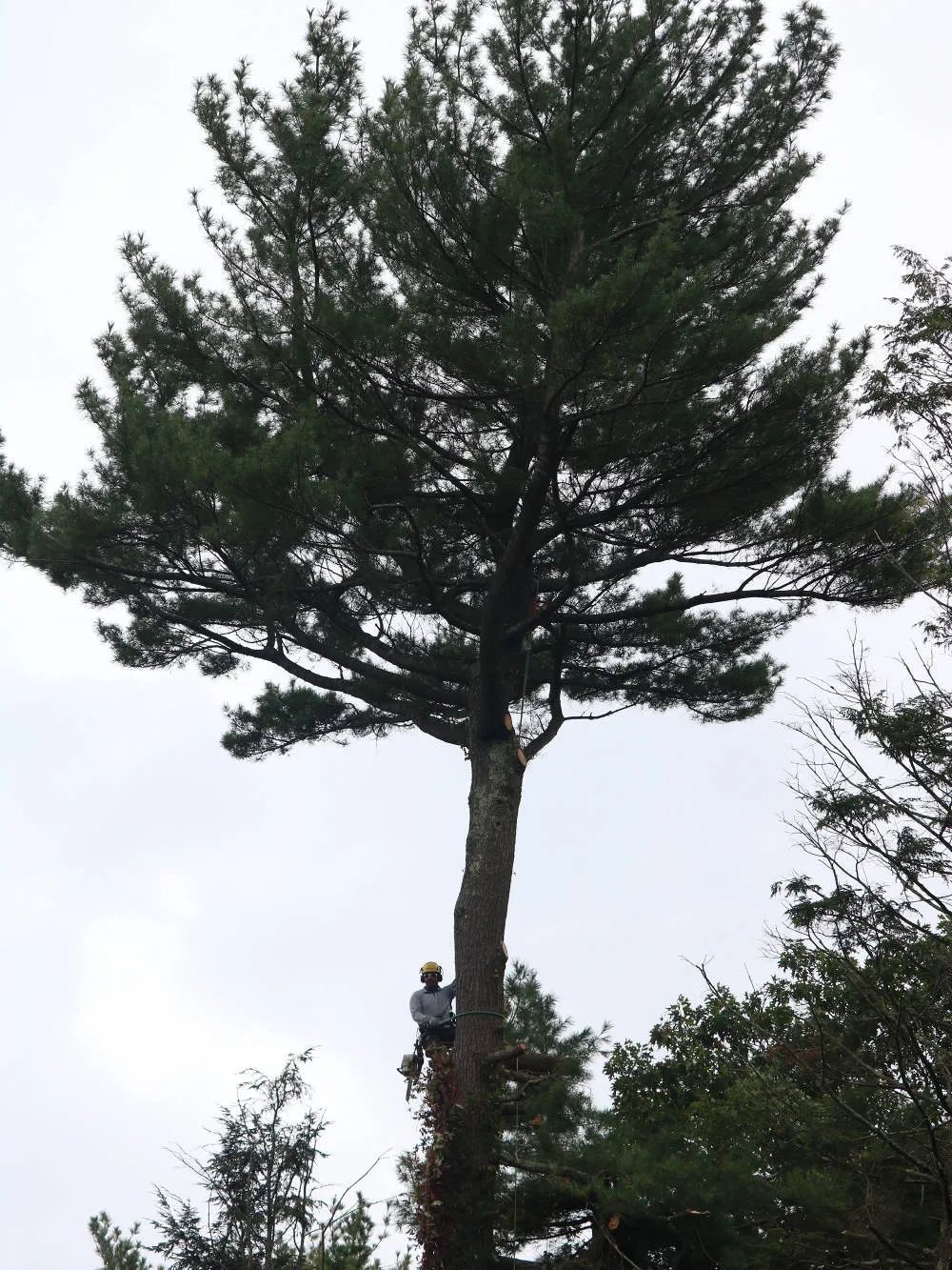 A person wearing safety gear climbs a tall, bare-trunked pine tree against a bright, overcast sky.