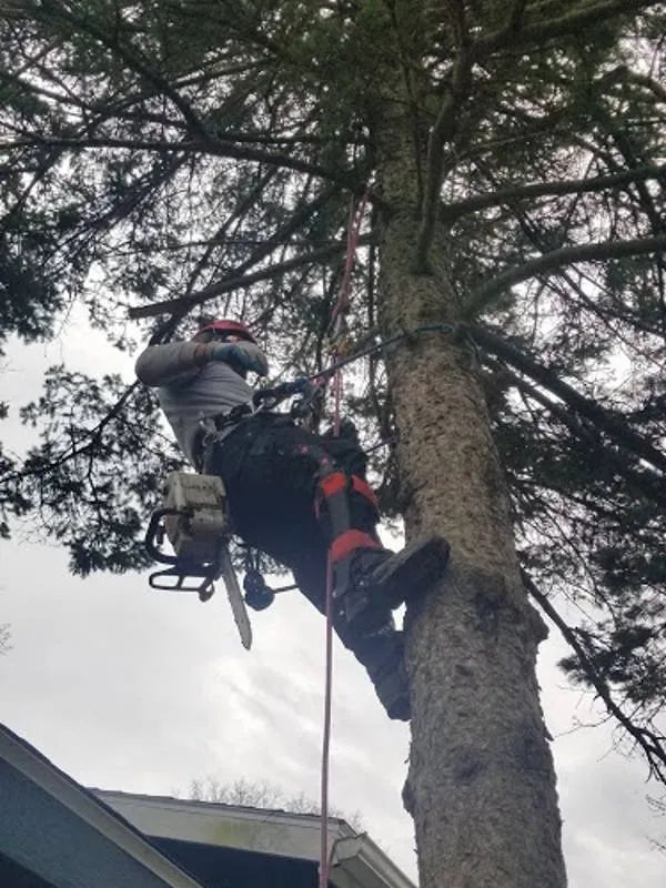 A climber wearing safety gear and a chainsaw works on a tree trunk above a house roof.