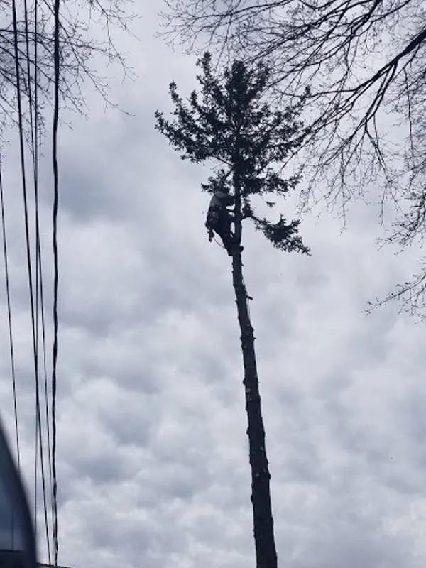 A person in safety gear works high up in a tall, limbed-down evergreen tree against a cloudy sky.
