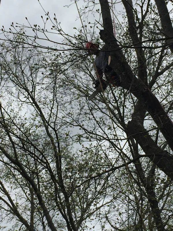A person in protective gear is perched high in a tree, holding a chainsaw while working on branches.