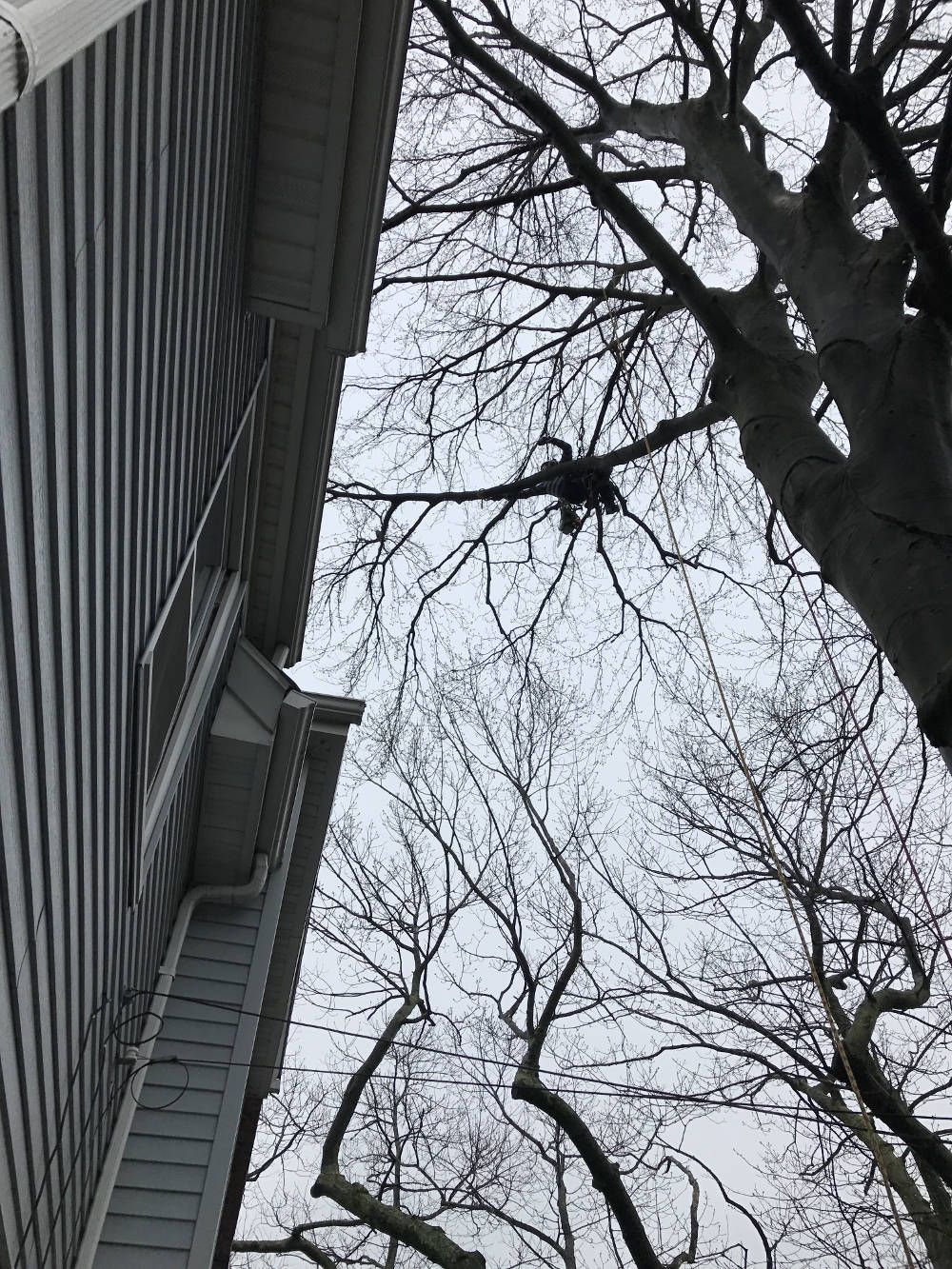 A view looking up at the gray siding of a house next to a large, leafless tree against a cloudy, bright sky.