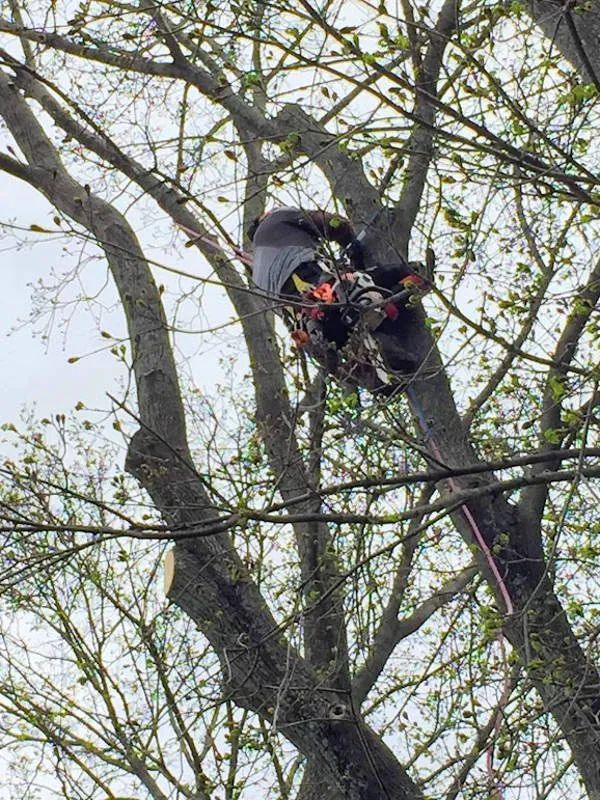 An arborist wearing safety gear and a harness works high up in a tree, using a chainsaw to trim branches.