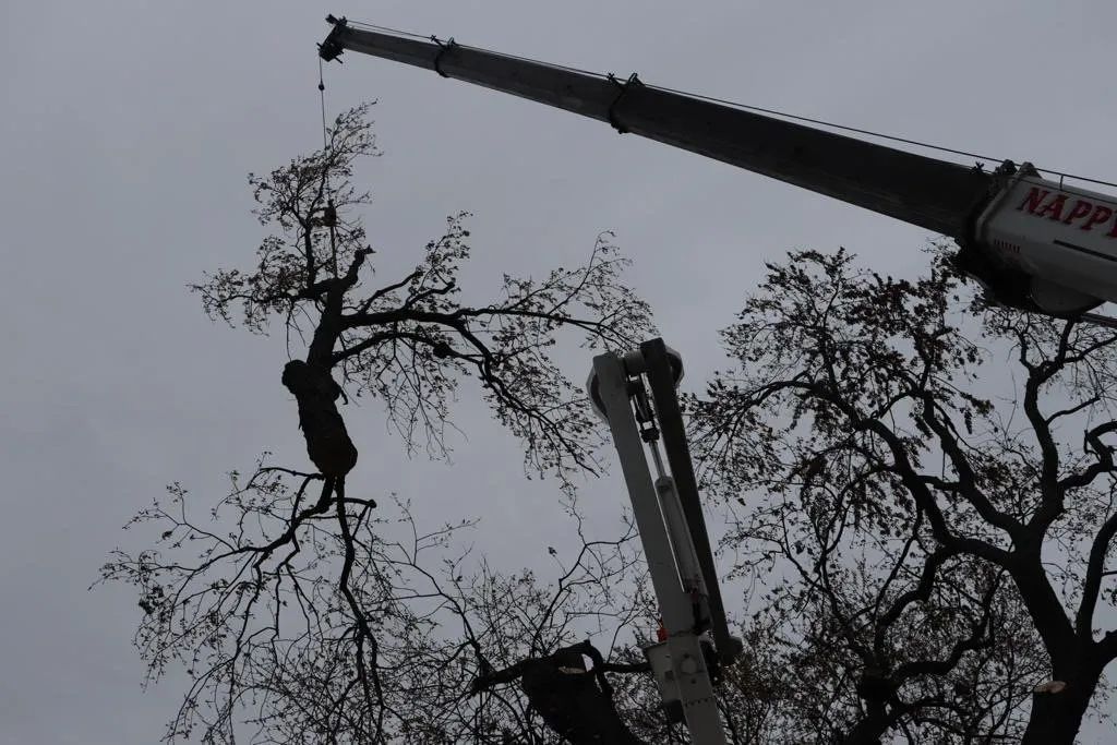 A crane lifts a large tree branch while a worker in a bucket lift stands nearby against a grey, overcast sky.