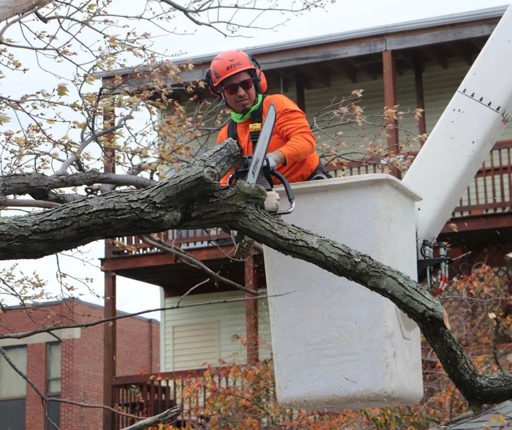 A worker in an orange shirt and safety gear uses a chainsaw to trim a tree limb from an elevated bucket truck.