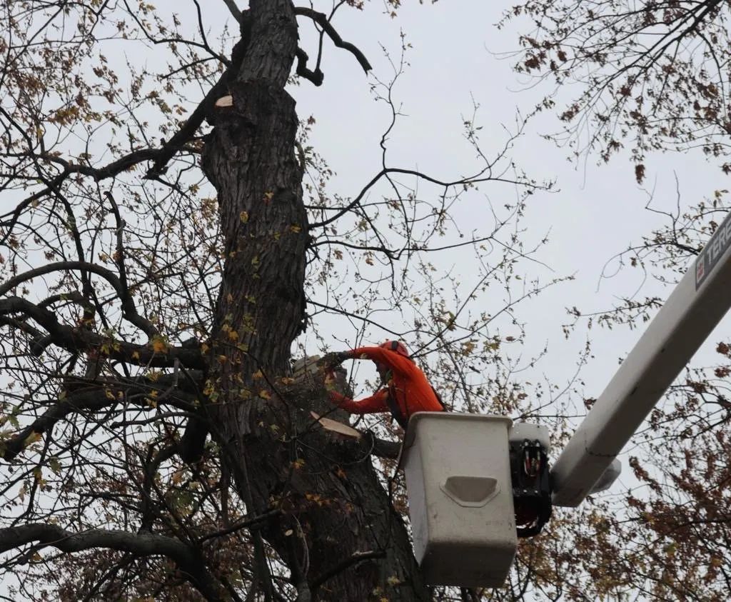 A worker in an orange jacket operates a chainsaw while standing in a bucket lift, trimming a tall tree.