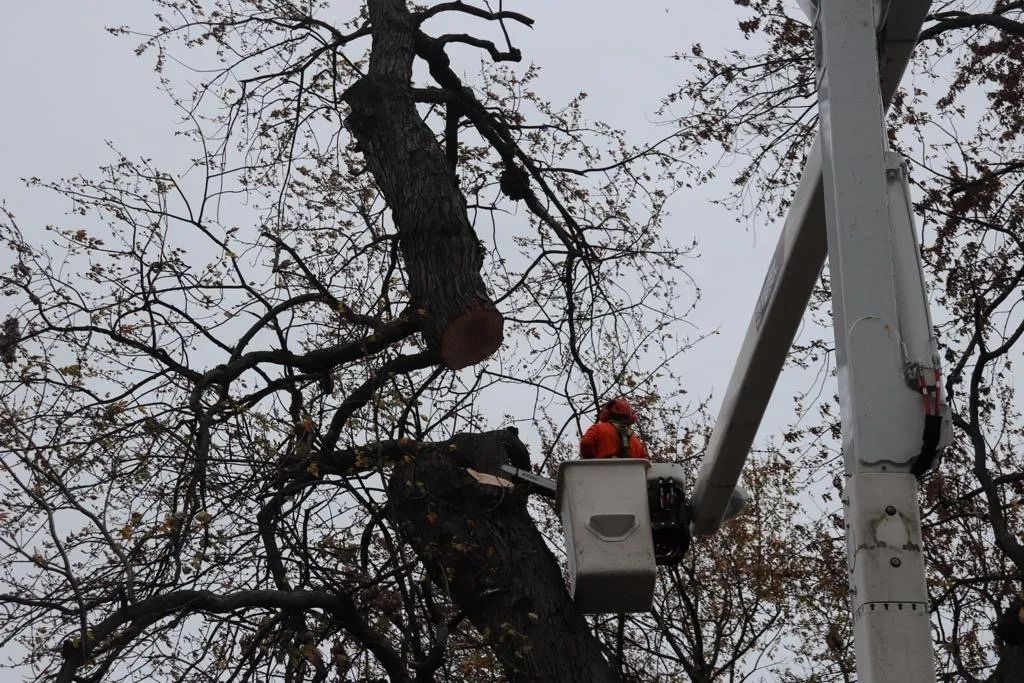 A worker in an orange hard hat and safety gear stands in a bucket lift, trimming a large tree branch.