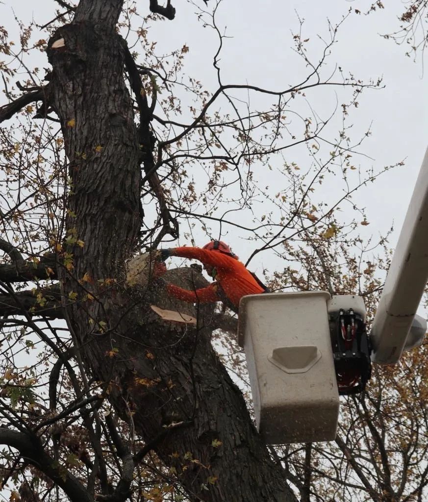 A worker in an orange uniform stands in a bucket lift, cutting a branch from a large tree with a chainsaw.