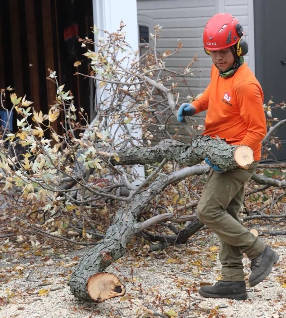 A worker in an orange long-sleeved shirt and red safety helmet carries a cut tree branch in a yard.