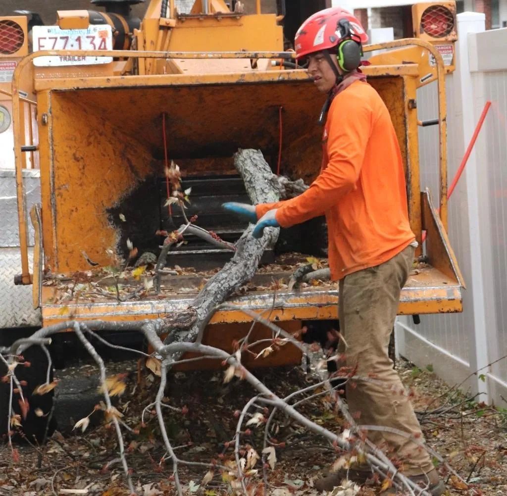 A worker in a bright orange long-sleeve shirt and red hard hat feeds a tree branch into a woodchipper.