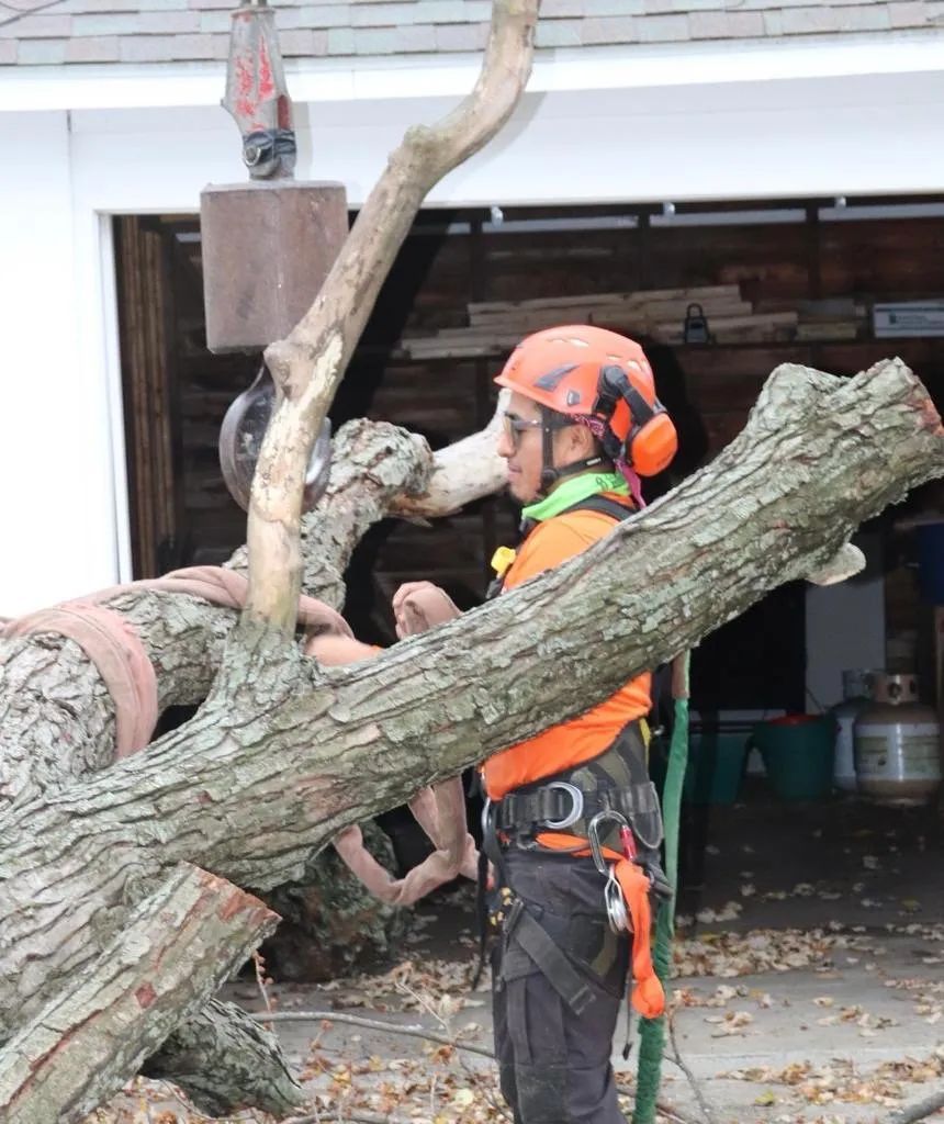 A worker wearing an orange helmet and high-visibility gear stands near a suspended tree trunk being moved by a crane.