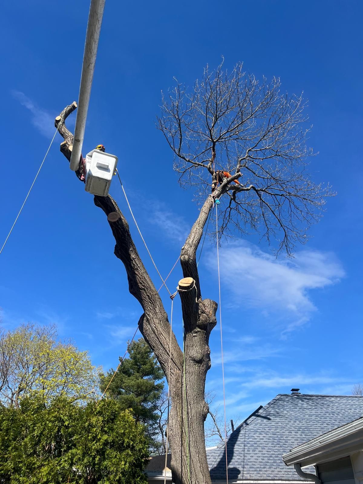 Arborist in a bucket truck pruning a large tree near a house under a clear blue sky.