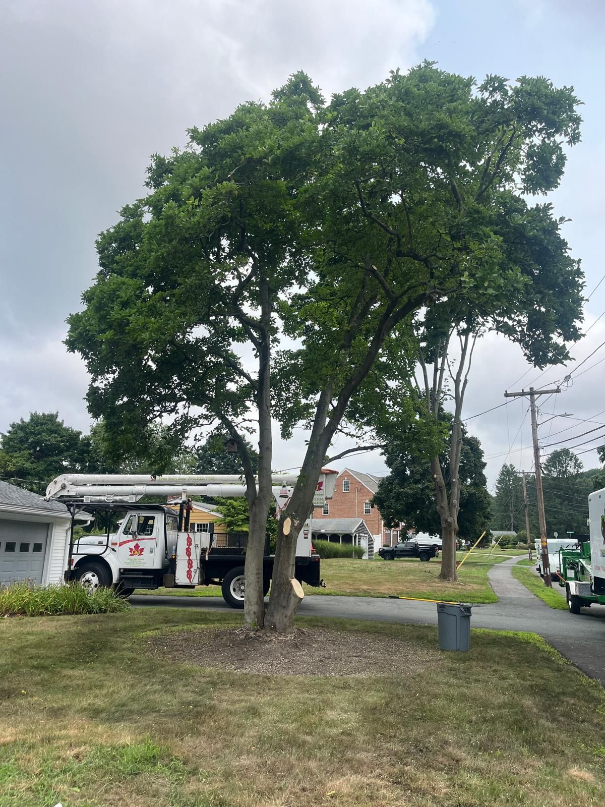 A white utility bucket truck parked near a large green tree in a residential neighborhood.