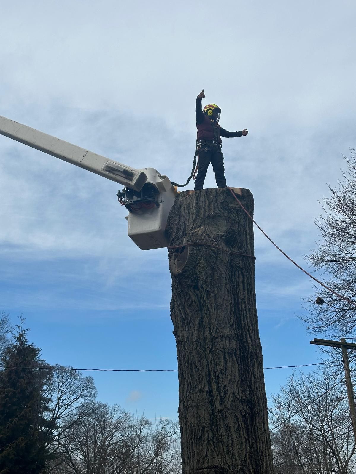 A person in safety gear stands on a tall tree stump, gesturing to a crane bucket positioned beside them outdoors.