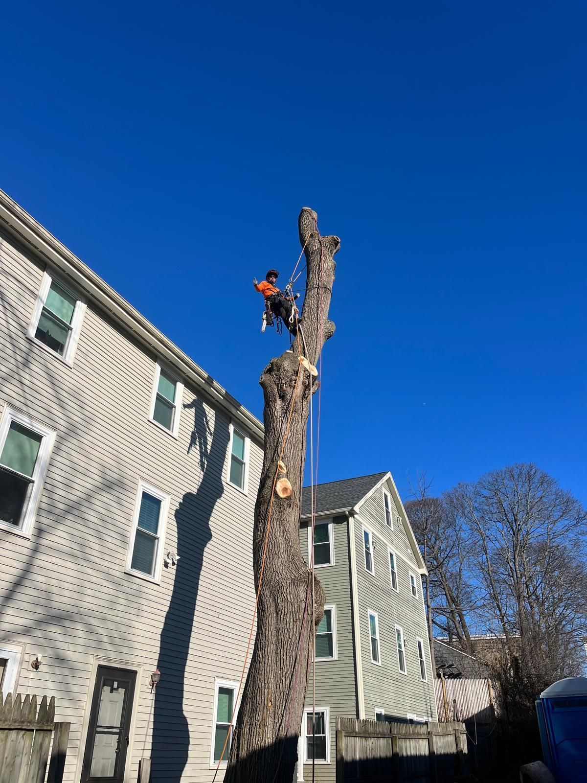 A worker in an orange vest climbs a tall, pruned tree trunk in a residential backyard next to two multi-story houses.