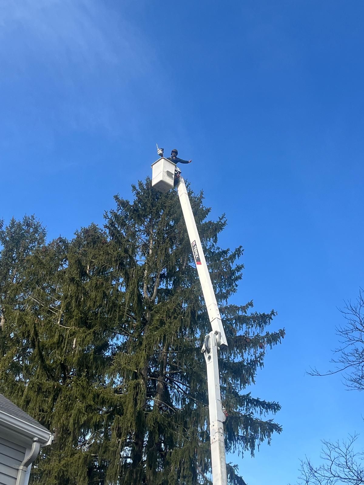 A worker in a white bucket truck boom reaches toward the top of a tall pine tree against a clear blue sky.