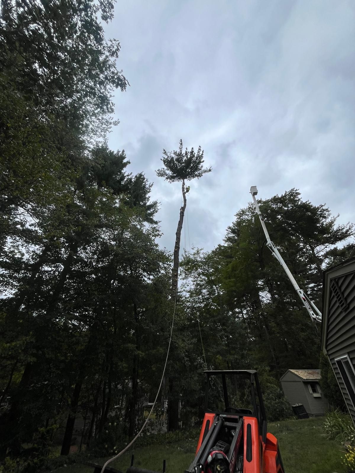 A tall tree with its branches removed is being cut down by a crane in a residential yard.
