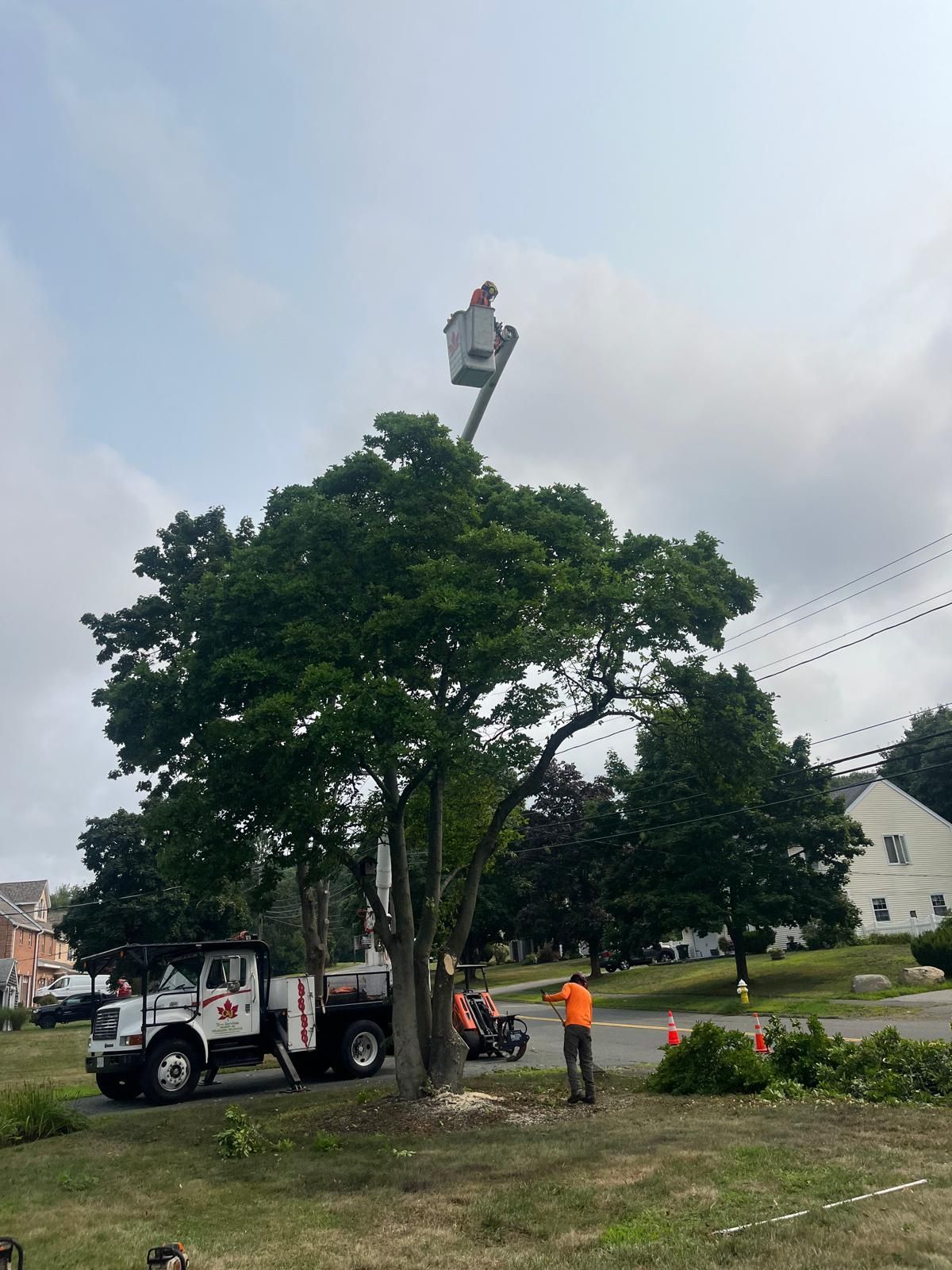A worker in a bucket truck prunes the top of a tree while another worker stands on the ground nearby in a sunny area.