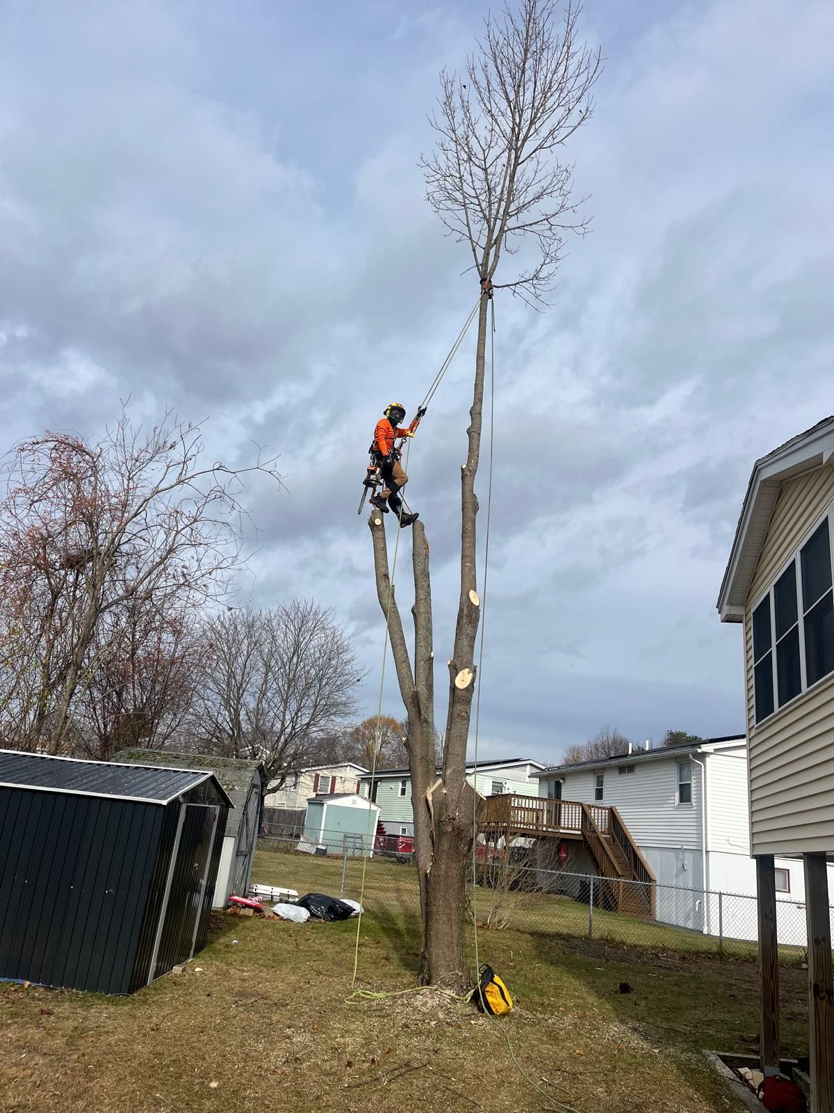 An arborist in high-visibility gear stands atop a partially pruned tree, removing the remaining top branches with a saw.