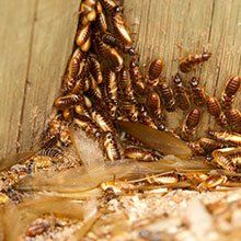 Termites control