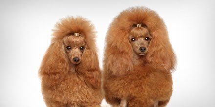 professional mobile pet grooming services