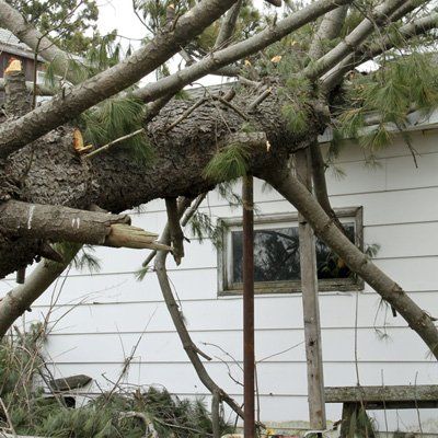 A tree that has fallen on top of a house