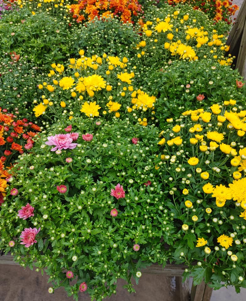 Flowers