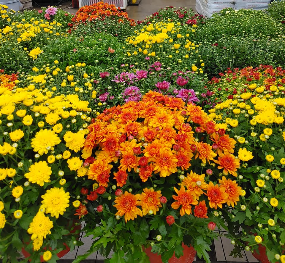 Flowers