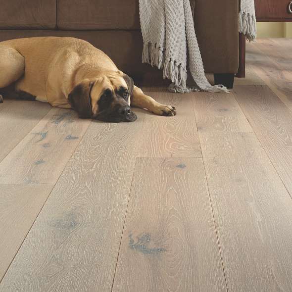 Dog resting on light wood floor near a brown couch and a tan throw.