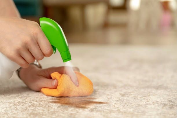 Person spraying stain remover onto a carpet stain with a green spray bottle and orange sponge.