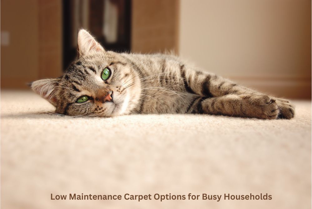 Cat lying on light beige carpet with text: 