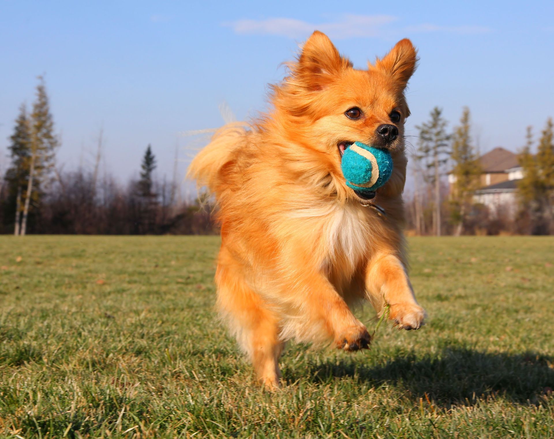 dog kennels